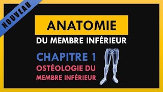 Anatomie Du Membre Inférieur  Ostéologie du membre inférieur [upl. by Phene359]