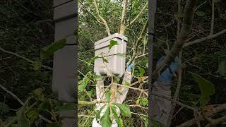 Removing Interceptor Honeybee Swarm Trap from Tree shorts [upl. by Shepard]