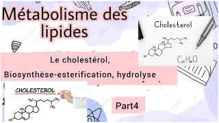 métabolisme de cholestérol  biosynthèse esterification hydrolyse part4 [upl. by Bryana]