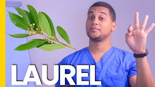 LAUREL PARA QUE SIRVE  3 COSAS [upl. by Nomelihp]