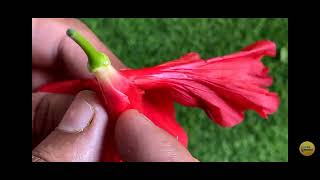 Parts of flower part1Hibiscus rosa sinensismalvaceae family🌺🌺🌺🌺🌺🌺imp for exam [upl. by Ynatil343]