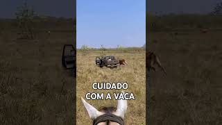 CUIDADO COM A VACA [upl. by Aysan]