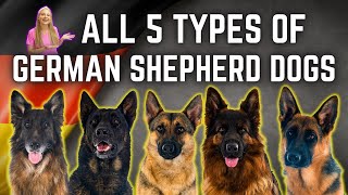 The 5 German Shepherd Breed Types Simply Explained [upl. by Ayerdna]