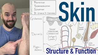 Integumentary System  Structure and Function of the Skin [upl. by Noni]