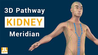 Kidney Meridian  3D pathway from point to point [upl. by Ravaj]