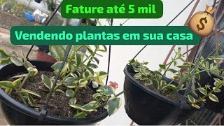 COMO FATURA ATÉ 5 MIL REAIS VENDENDO PLANTAS EM CASA [upl. by Asilem]