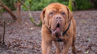 Abandoned Dogue de Bordeaux Saved by Kind Couple [upl. by Gent]