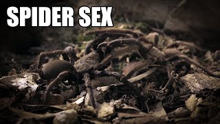 Spider sex Australian tarantulas mating [upl. by Forbes371]