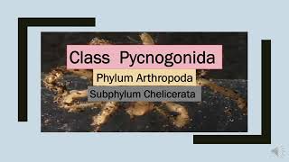 Class Pycnogonida  Phylum Arthropoda P4phylum [upl. by Dara]