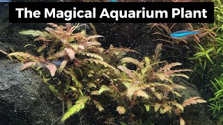 Hygrophila Pinnatifida Magical Aquarium Plants 2019 [upl. by Neibart948]