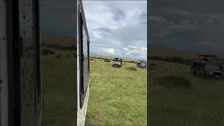 The Thrill of the Chase Cheetah vs Gazelle  Gazelle Collides with Tourist Vehicle [upl. by Fons]