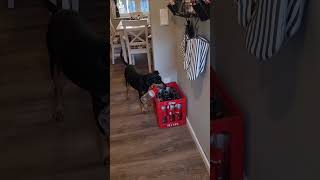 Deutscher Pinscher Amelie chores [upl. by Bj]