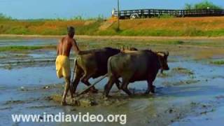 Ploughing with buffalo traditional agricultural practice rice farming paddy cultivation Cheppad [upl. by Alberik]