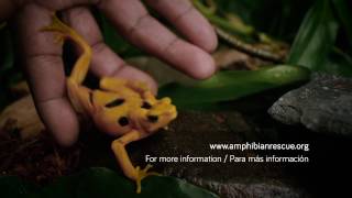 Rana Dorada  El Valle Amphibian Conservation Center Golden Frog [upl. by Minnie359]