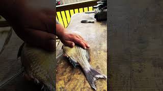 Part 1 fishing fishingvideo fish cooking food shorts shortvideo fyp viral catchfish [upl. by Catt]