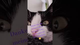 Grüse gehen raus für die Christiane music song pop lyrics cover cat dance spookychallenge f [upl. by Eitten]