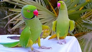 Funny Parrot Videos Compilation  Parrot Talking [upl. by Enid]