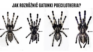 Unpacking male Lasiodora parahybana [upl. by Arac]