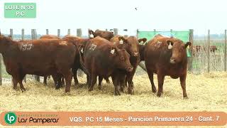 LOTE 33  VAQUILLONAS PC [upl. by Eetsim]