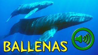 Canto de la Ballena  Whale [upl. by Trow]