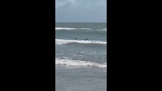 WATCH Beachgoer captures shark on camera before attack on South Padre Island [upl. by Yaj]