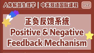 【中英双语国际课人体解剖生理学】体内平衡正负反馈系统  Homeostasis Positive amp Negative Feedback Mechanisms [upl. by Tengler]