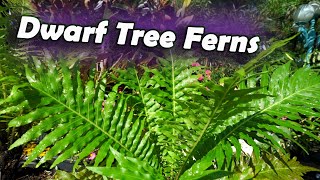 Dwarf Tree Fern  Blechnum gibbum Silver Lady Tree Fern [upl. by Airel]