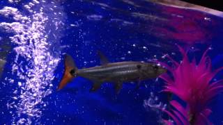 Red Tail Barracuda [upl. by Binky]