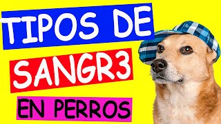 TIPOS de SANGRE en PERROS para TRANSFUSIONES [upl. by Ellenod305]