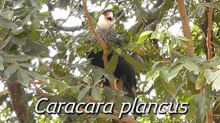 Canto do carcará Caracara plancus [upl. by Yeldahc]