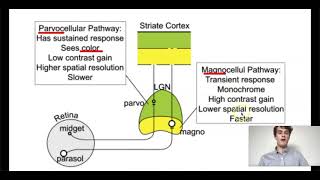 MCAT Question of the Day Magnocellular Pathways [upl. by Carolina568]