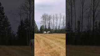 Enjoying a field ride with Milo and getting used to the English saddle horses horsegirl [upl. by Boyt]