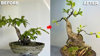 Pruning and shaping old Barringtonia acutangula plants [upl. by Ashford]