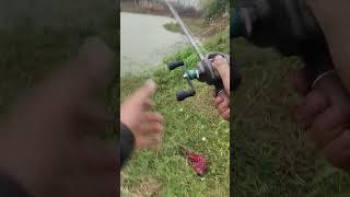 Crazy Catfish catching with rod amp Reel 😱 fishing catfish hookfishing rodfishing [upl. by Nazler]