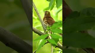 Song thrush singingchirping part3 [upl. by Sturrock]