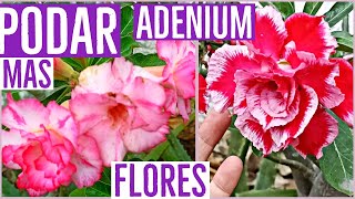 COMO PODAR LA ROSA DEL DESIERTO ADENIUM PARA QUE DE MAS FLORES APLICA ABONO GRATIS [upl. by Ellessig]