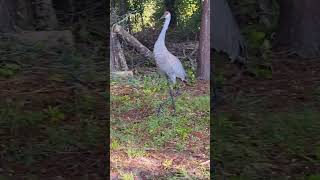 Sandhill crane the feeder a Florida backyard [upl. by Jacklin739]