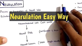 Neurulation Embryology Made easy [upl. by Gaultiero]