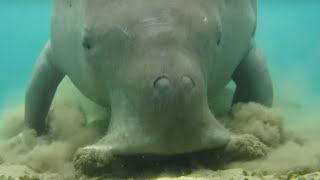 Dugong dugonsea cow digging sea grass [upl. by Sundin818]