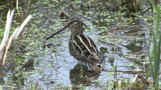 ENKELBECKASIN Common Snipe Gallinago gallinago Klipp  1215 [upl. by Claribel341]