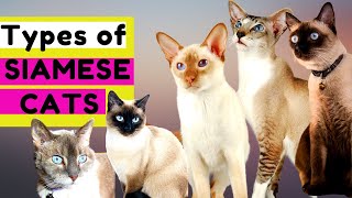 10 TYPES of SIAMESE CATS  Which Type Should You Choose [upl. by Aticilef]