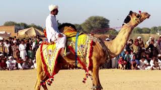 Cholistan Desert Camel Dance Competition Magic 🐪💃✨ CholistanDance [upl. by Lankton]