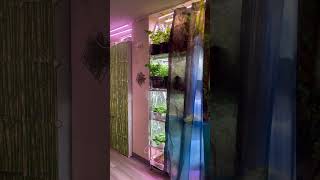 My MIT indoor garden [upl. by Felder]