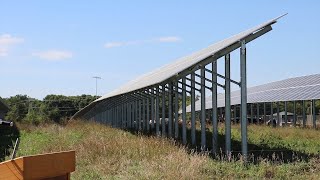 AgweekTV Solar Farm Provides Shade for Cattle Herd [upl. by Lydia619]