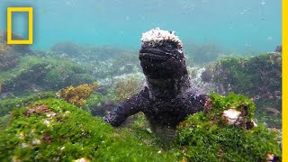 Dive Into the WildlifeRich Waters of the Galápagos  National Geographic [upl. by Cordalia]