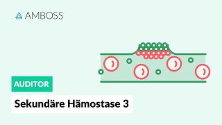 Sekundäre Hämostase  Teil 3  Gerinnung an negativen Oberflächen  Vitamin K  AMBOSS Auditor [upl. by Anaahs]