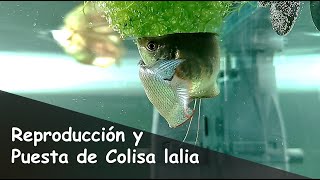 Colisa lalia al Natural Cortejo Cría Puesta y Reproduccion de Trichogaster lalius amp chuna [upl. by Areht]