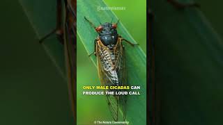 Cicada  The Loudest Insect On Earth [upl. by Rucker515]