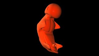 Child Birth Fetal Development Stage  3D Animation [upl. by York132]