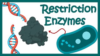 Restriction enzymes  Restriction endonuclease  How does the restriction enzymes work [upl. by Munafo752]